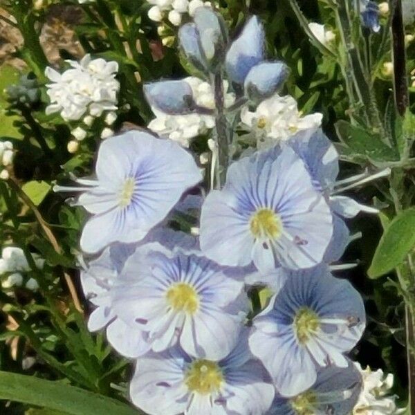 Veronica gentianoides ফুল