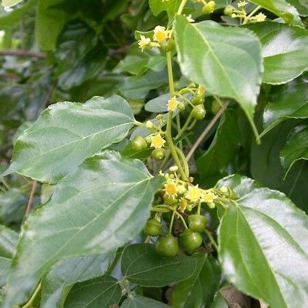 Colubrina asiatica Elinympäristö