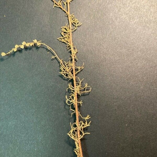 Artemisia scoparia Leaf