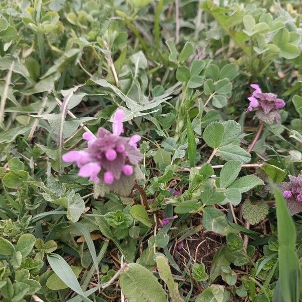 Lamium purpureum Kwiat