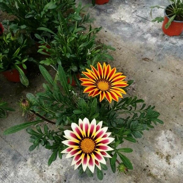 Gazania linearis പുഷ്പം