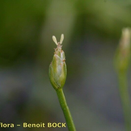 Isolepis fluitans Плід