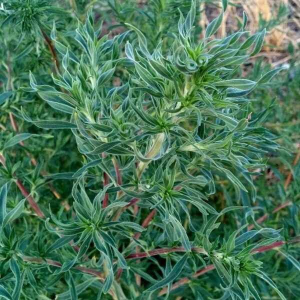 Amaranthus blitoides पत्ता