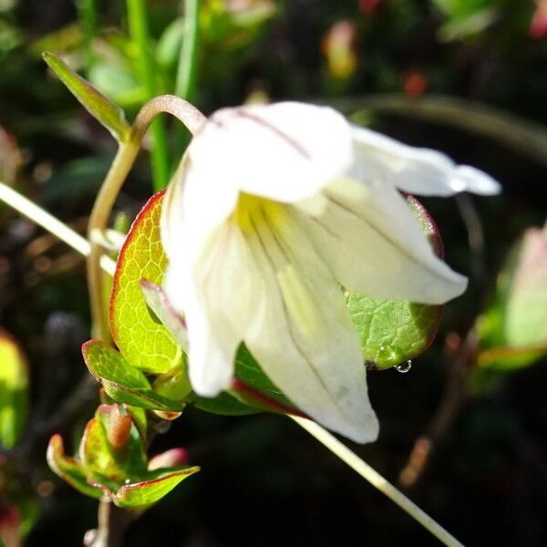 Gagea serotina Flower