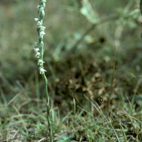 Spiranthes spiralis Агульны выгляд