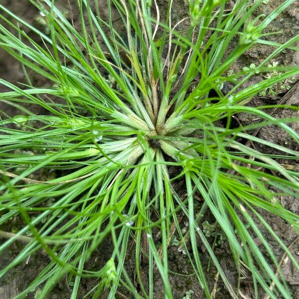 Fimbristylis aestivalis Συνήθη χαρακτηριστικά