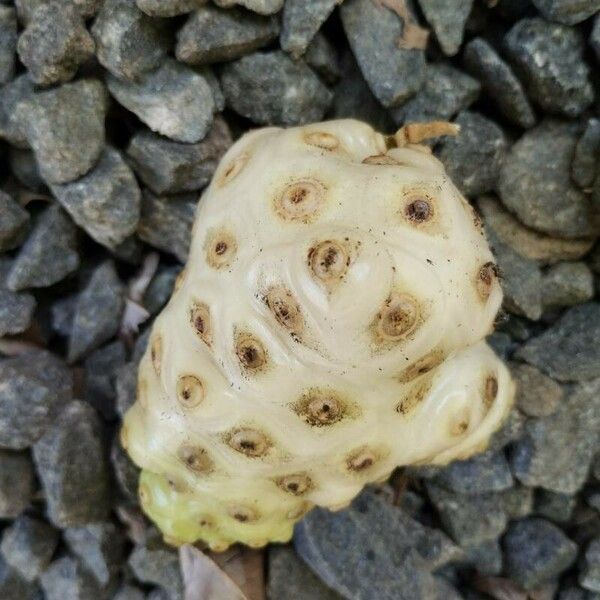 Morinda citrifolia Fruit