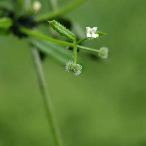 Galium triflorum Flor