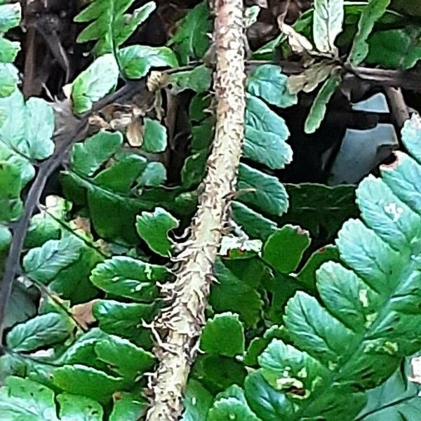 Polystichum braunii Bark