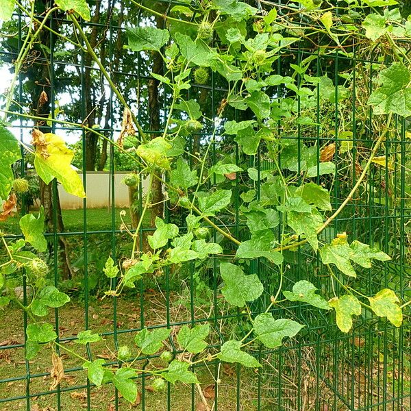 Passiflora foetida Fulla