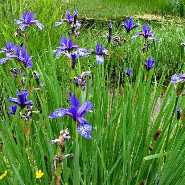 Iris sibirica Habit
