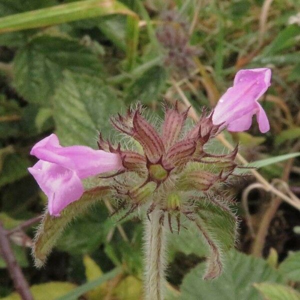 Clinopodium vulgare Fiore