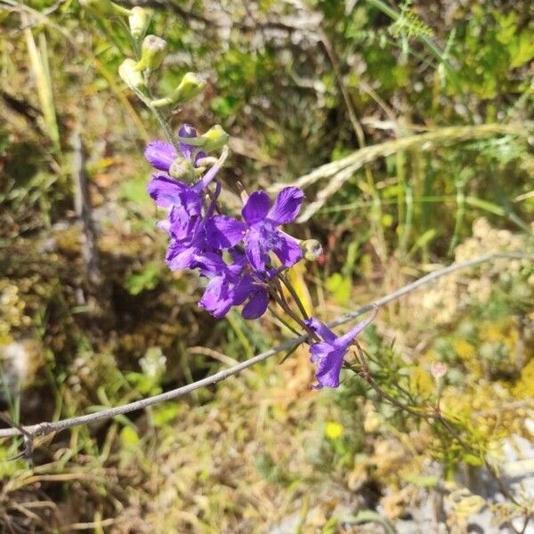 Delphinium pentagynum Flower