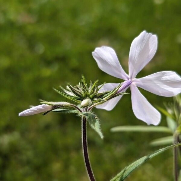 Phlox divaricata Ostatní