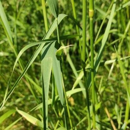 Trisetum flavescens Leaf