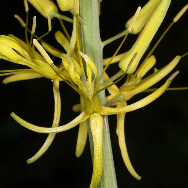 Stanleya pinnata Flower