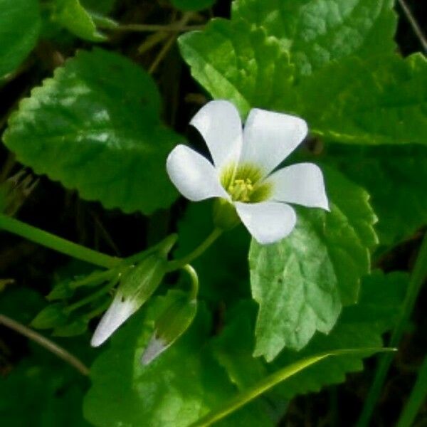 Oxalis incarnata Žiedas