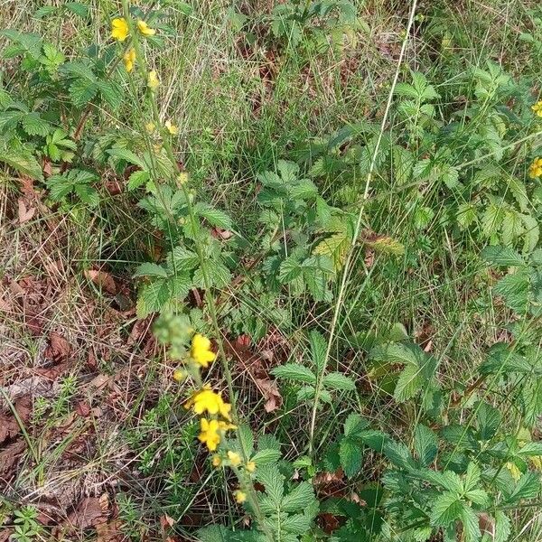 Agrimonia eupatoria Celota