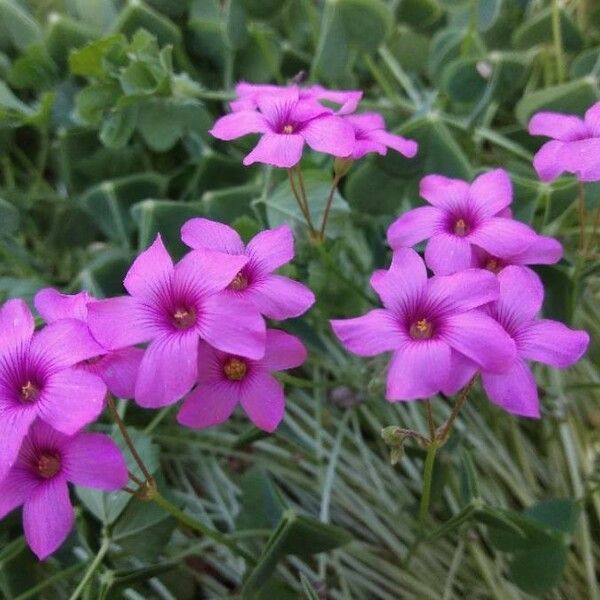 Oxalis articulata 花