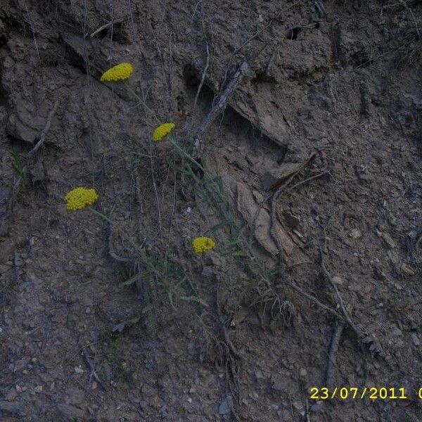 Achillea coarctata Flor