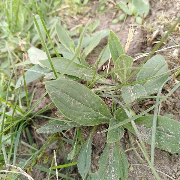 Silene armeria Fuelha