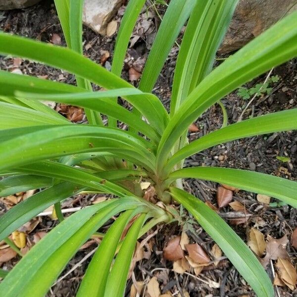 Amianthium muscitoxicum Deilen