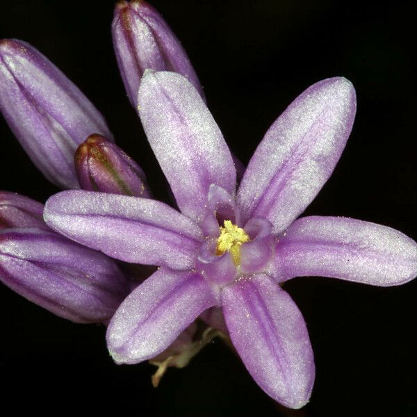 Dichelostemma multiflorum പുഷ്പം