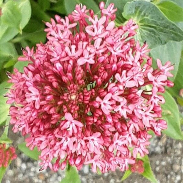 Centranthus lecoqii Квітка