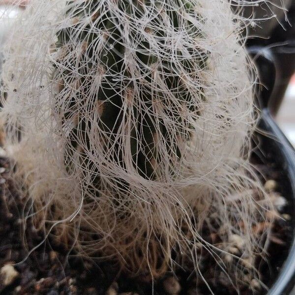 Cephalocereus senilis Fulla