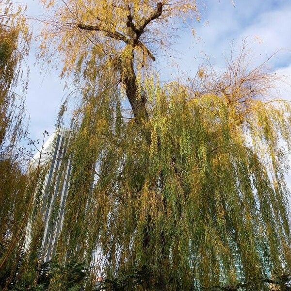 Salix babylonica Habit