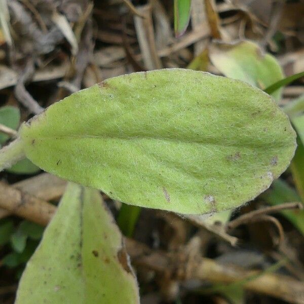 Gamochaeta purpurea Blad