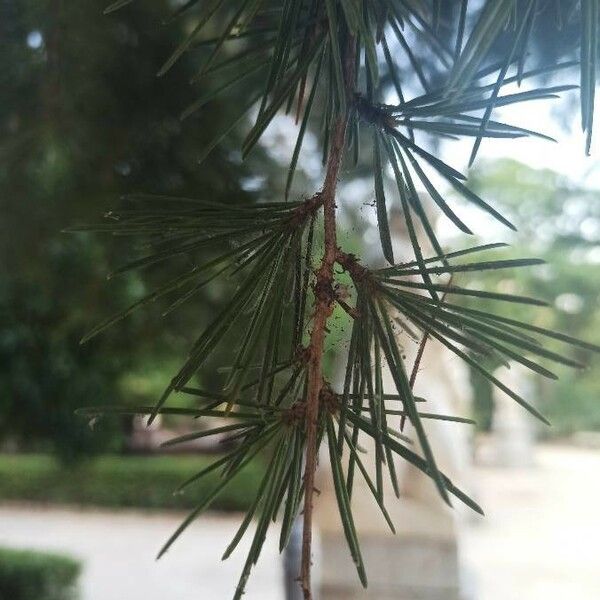 Cedrus deodara Leaf