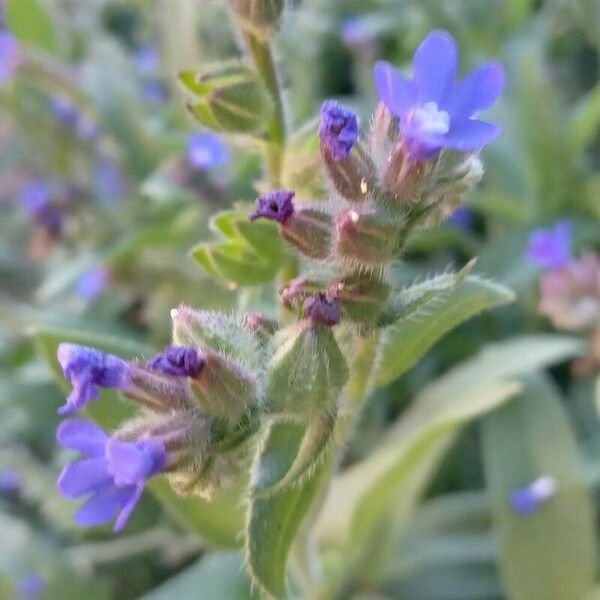 Anchusa officinalis Flower