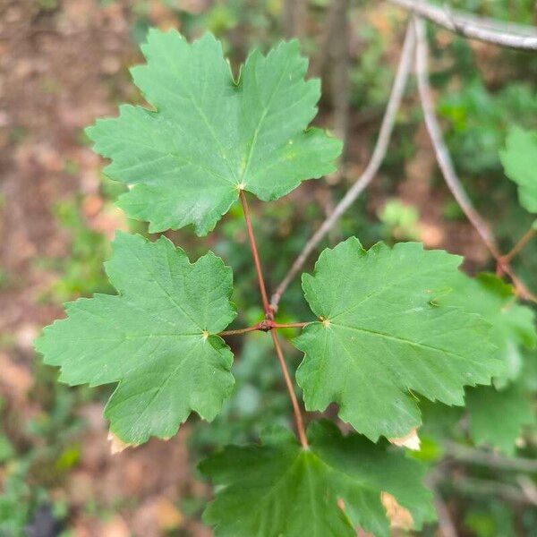 Acer opalus Leaf