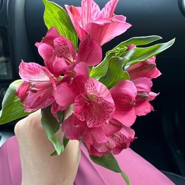 Alstroemeria aurea Flower