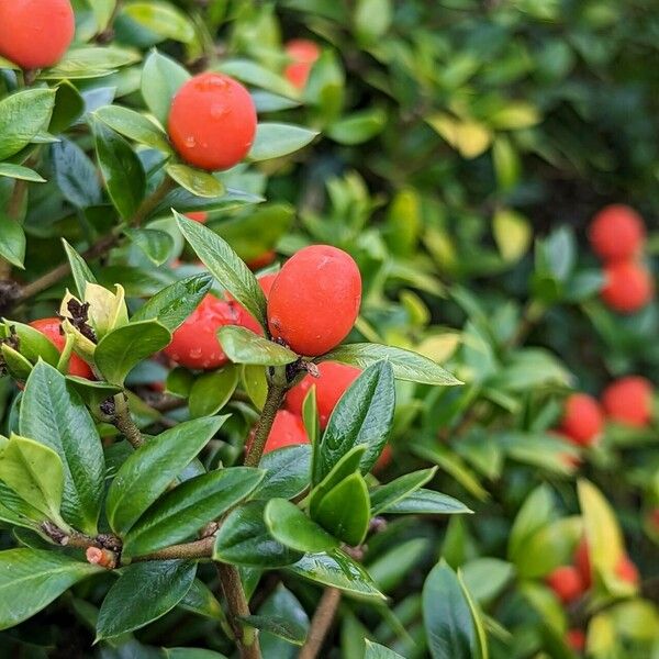 Alyxia ruscifolia Fruit