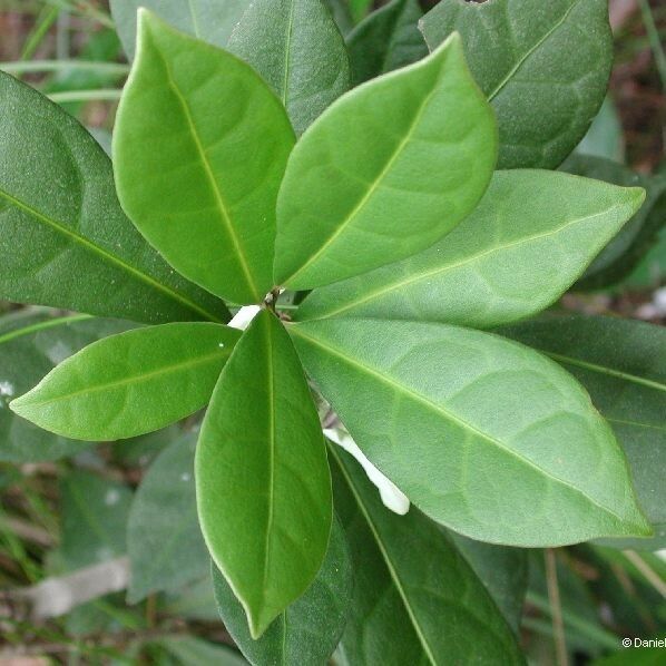 Oxera pancheri Vekstform