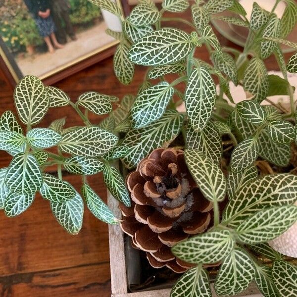 Fittonia albivenis Leaf