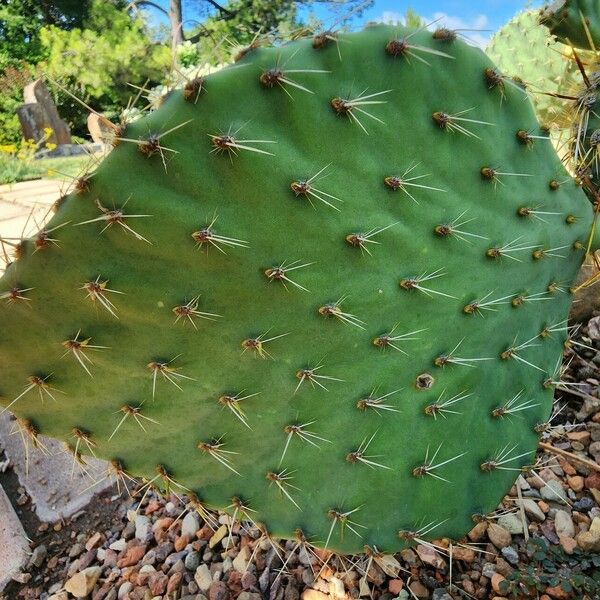 Opuntia strigil Lubje