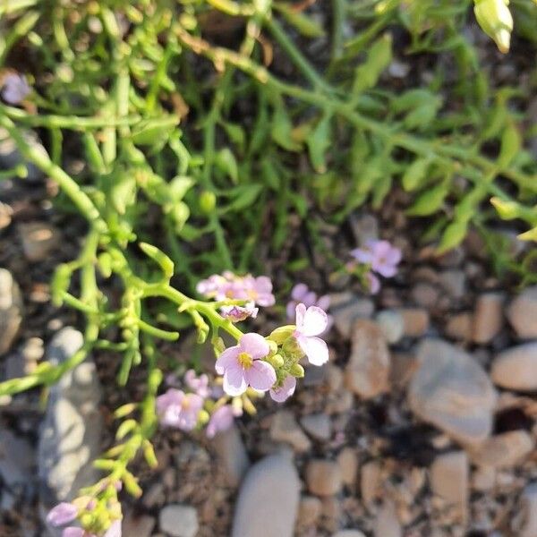 Cakile maritima Flower