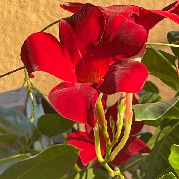 Mandevilla sanderi ফুল