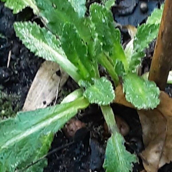 Eryngium foetidum Leaf