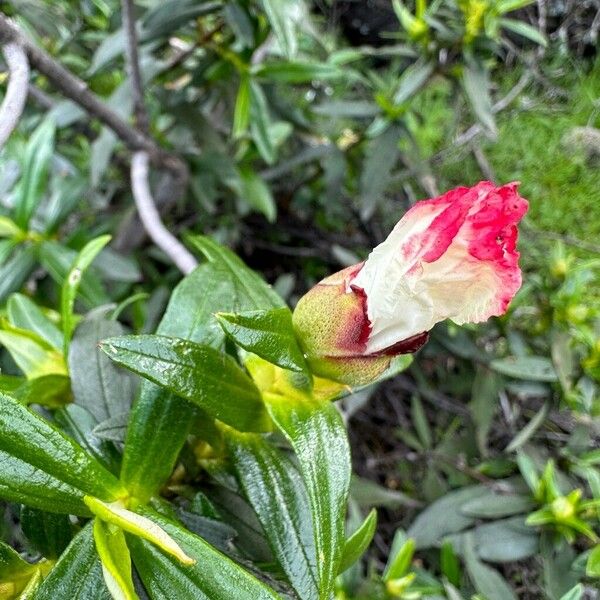 Cistus ladanifer 花