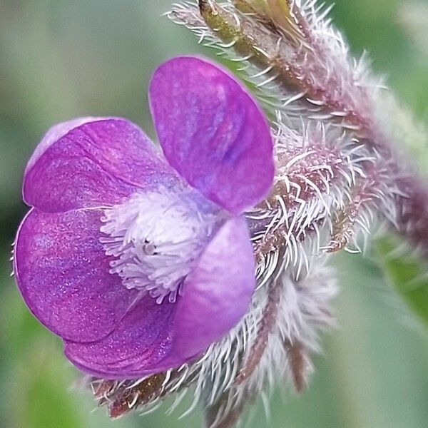 Anchusa azurea Fleur