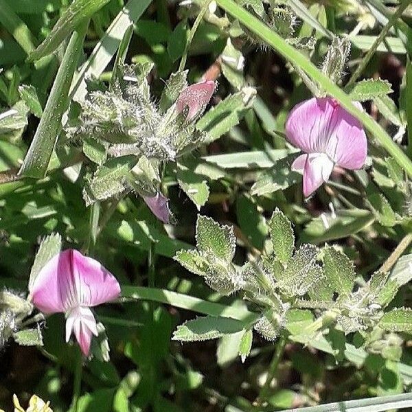 Ononis reclinata Flor