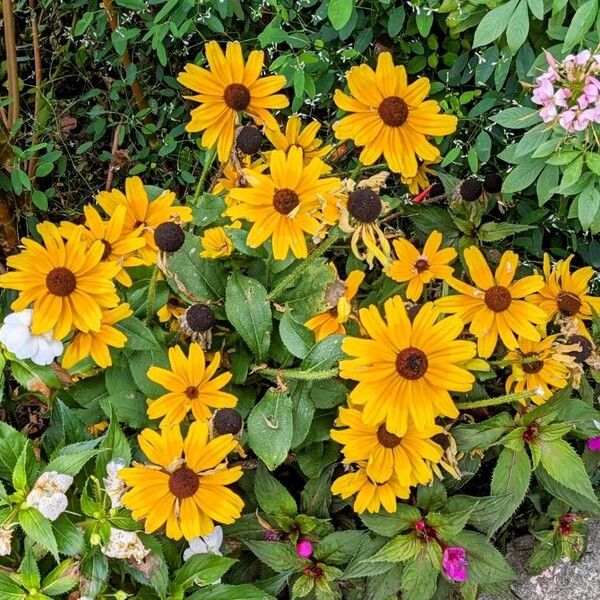 Rudbeckia fulgida 花