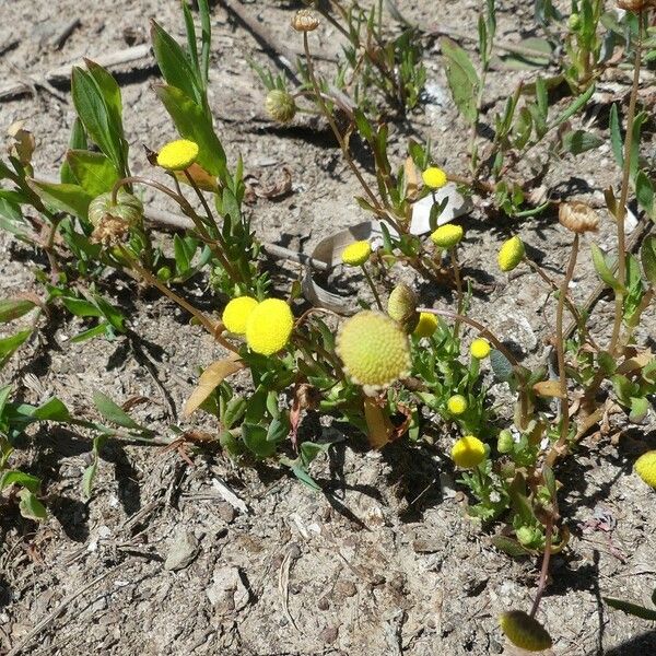 Cotula coronopifolia Flower