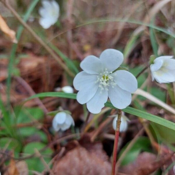 Anemone hepatica Blüte