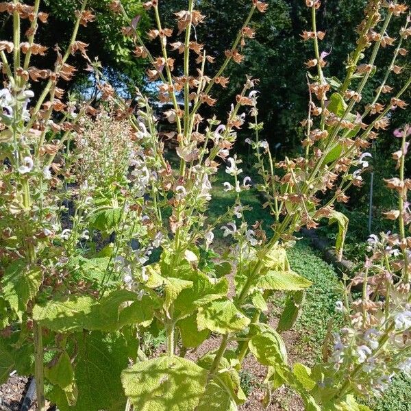 Salvia sclarea Yeri