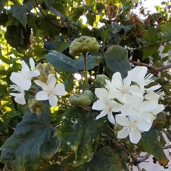 Dombeya acutangula फूल